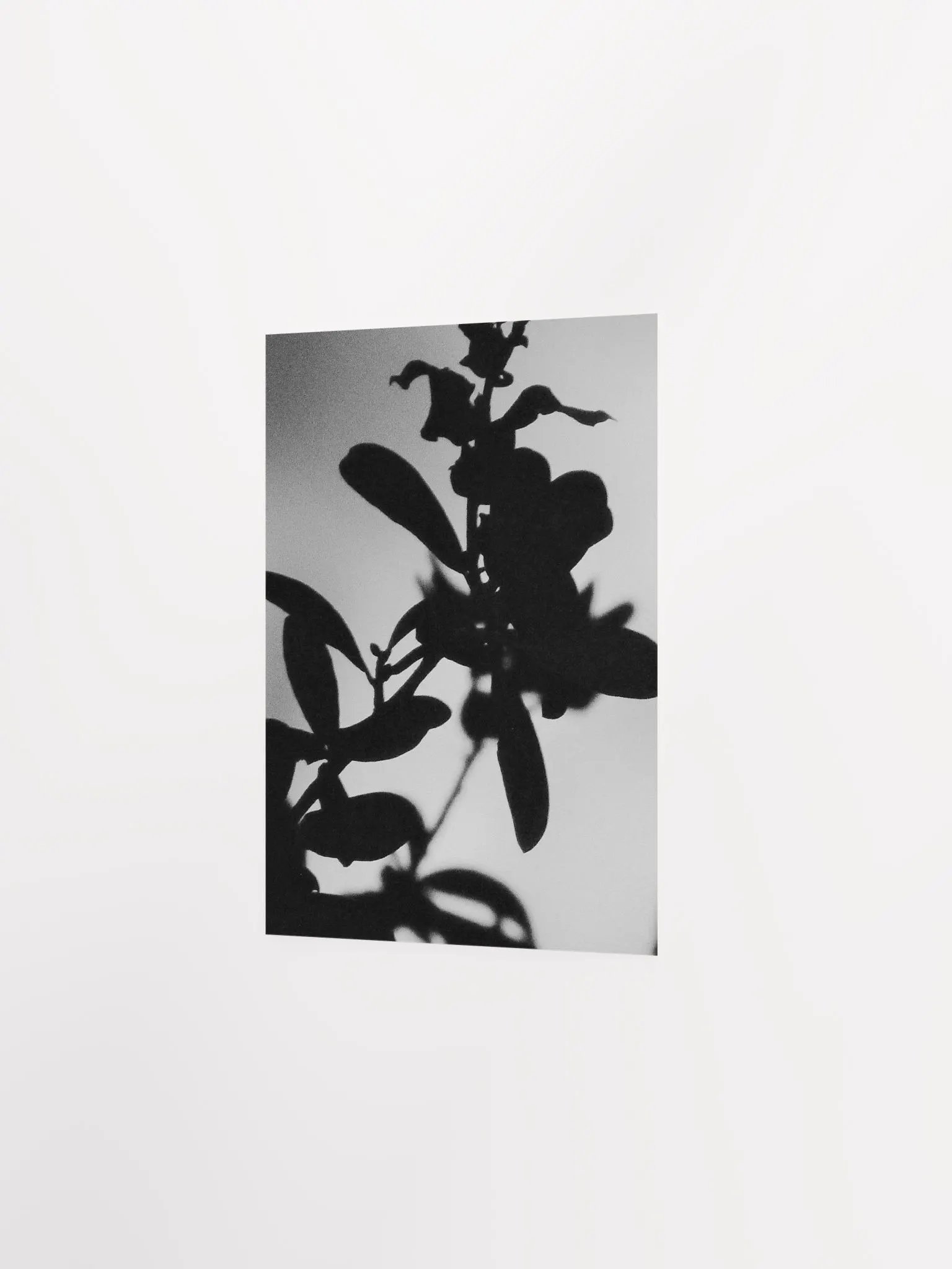 Black & White Plant Glow product image (24)