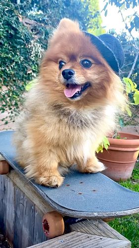I love it when you call me big pup pup 🐶 😆 #dogsofinstagram #pomeranian #funny #viral #doglife