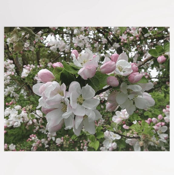 Apple Blossoms in White and Pink product image (1)
