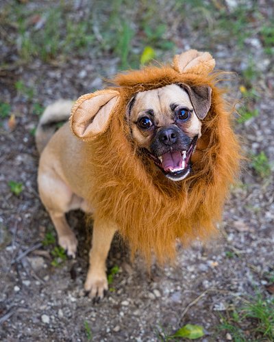 We went to a community Halloween costume contest for doggies. Carla was a judge and I had fun photographing cute dogs.
