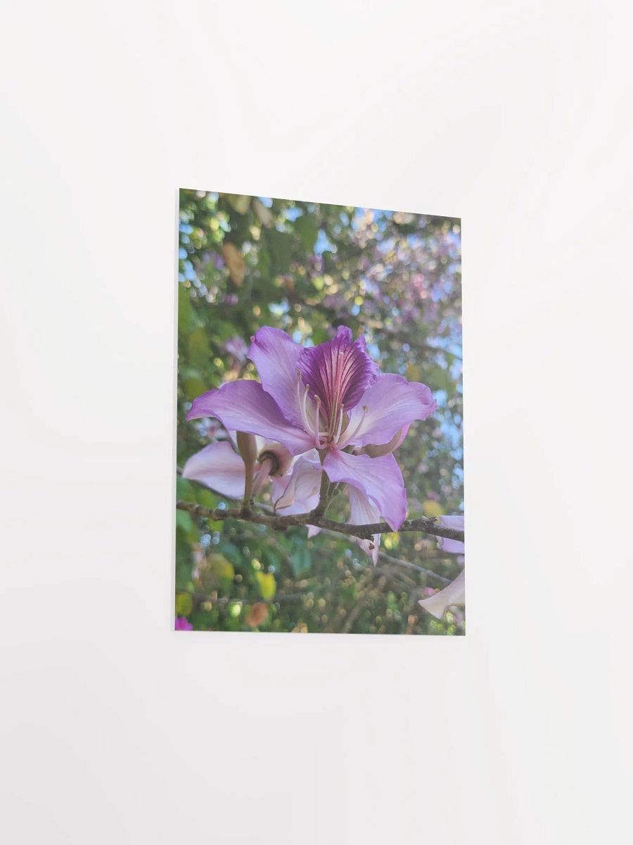 Orchid Tree product image (37)