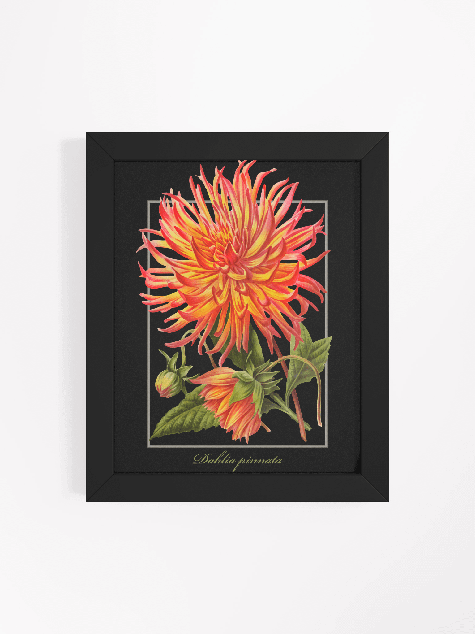 Cactus Dahlia Framed Matte Poster product image (52)