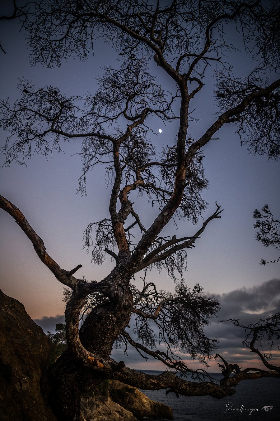 Fine Art Photography - The Pine in Moonlight, Pointe du Layet, Lavandou, Var product image (1)