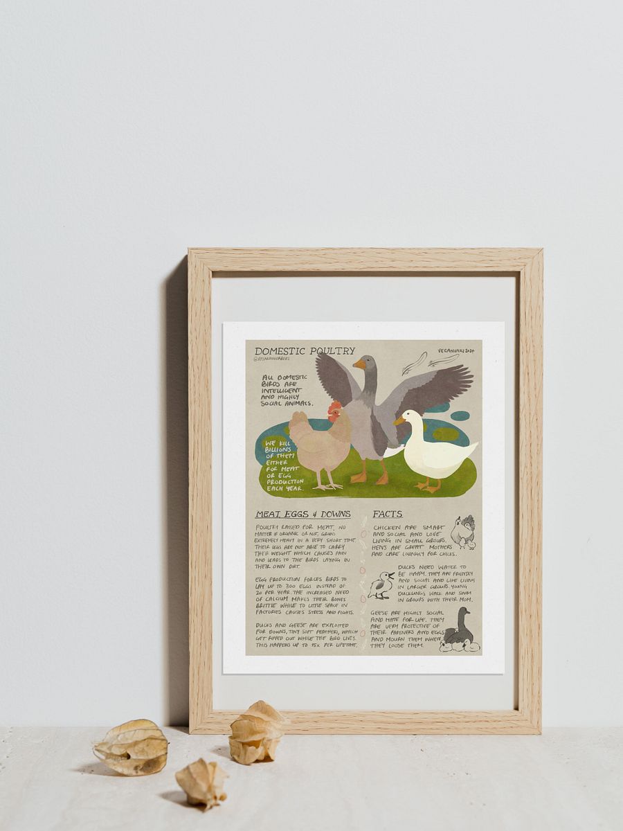 Domestic Poultry Educational Print – Veganuary 2024 product image (1)
