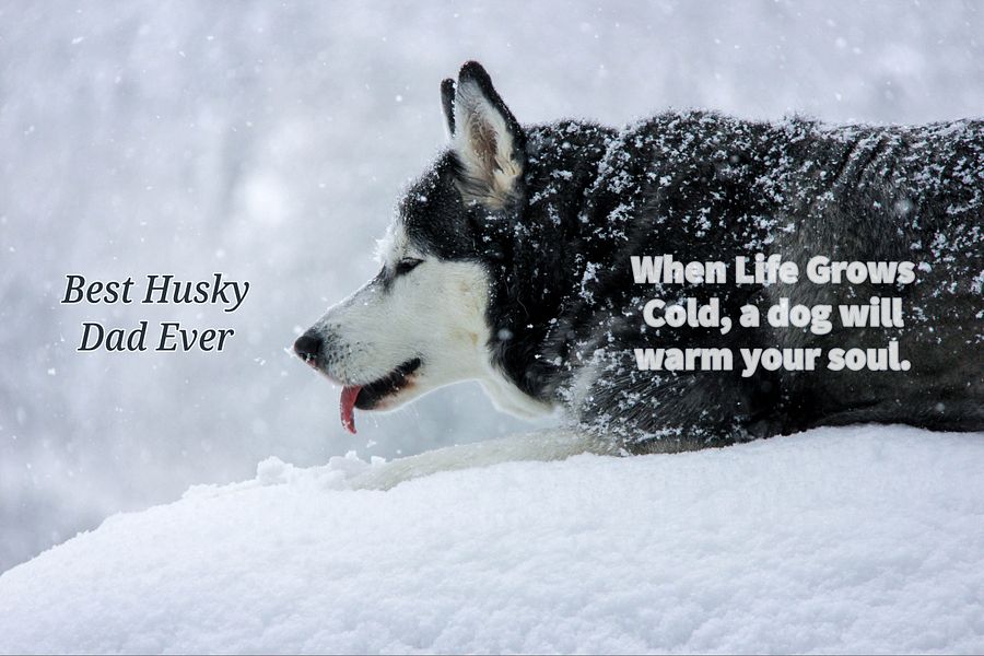 Husky Enjoys Fresh Snow - Best Husky Dad product image (5)