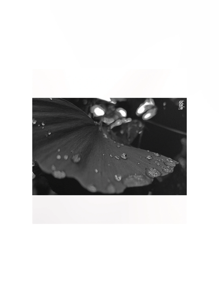 Black and White Dew on Leaf product image (2)