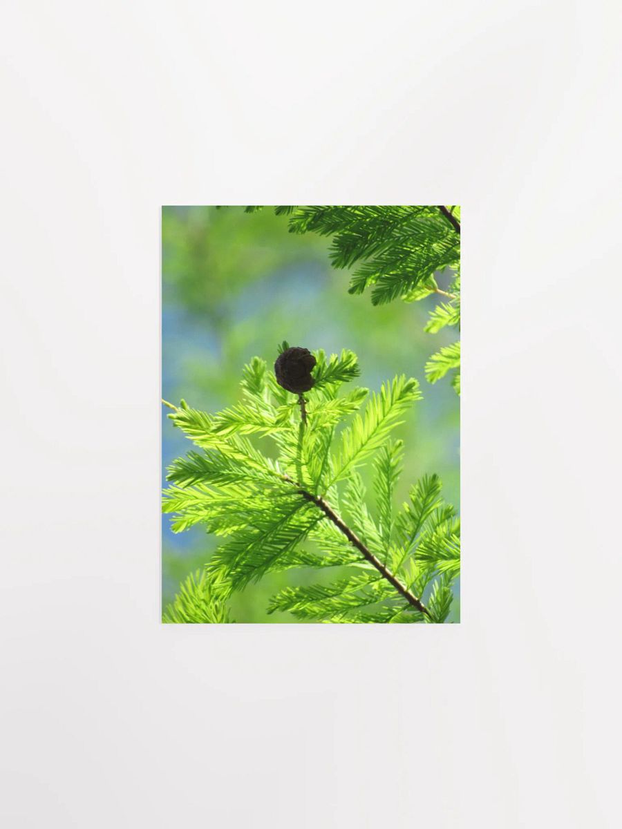 Cypress Tree product image (9)