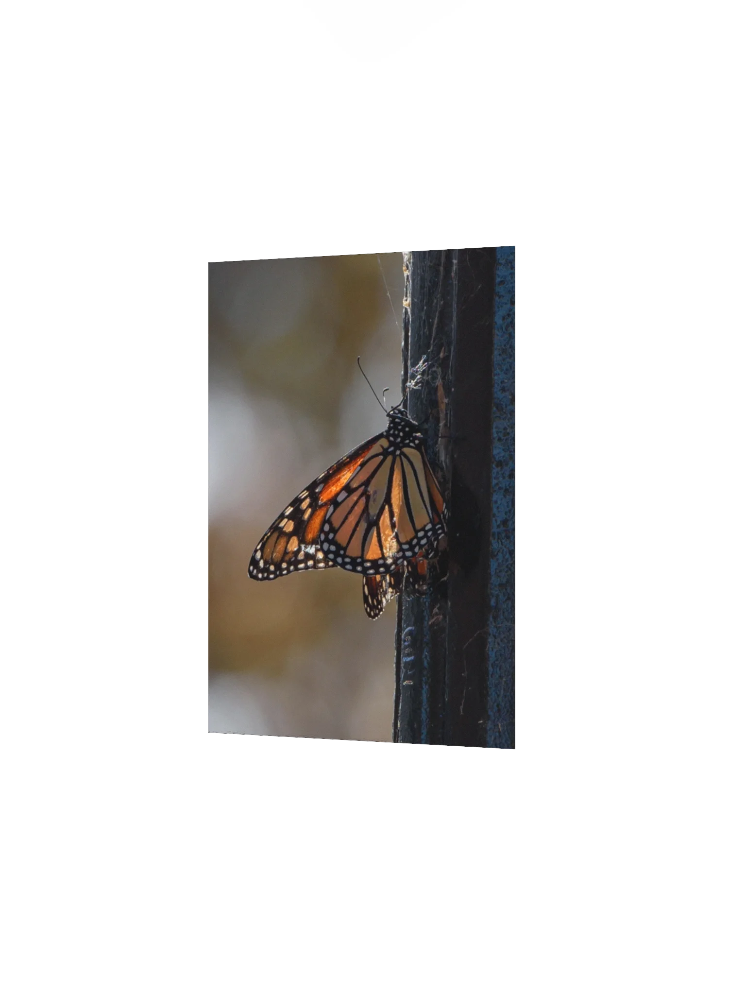 Lightly Tattered But Still Beautiful (Matte Poster) product image (12)