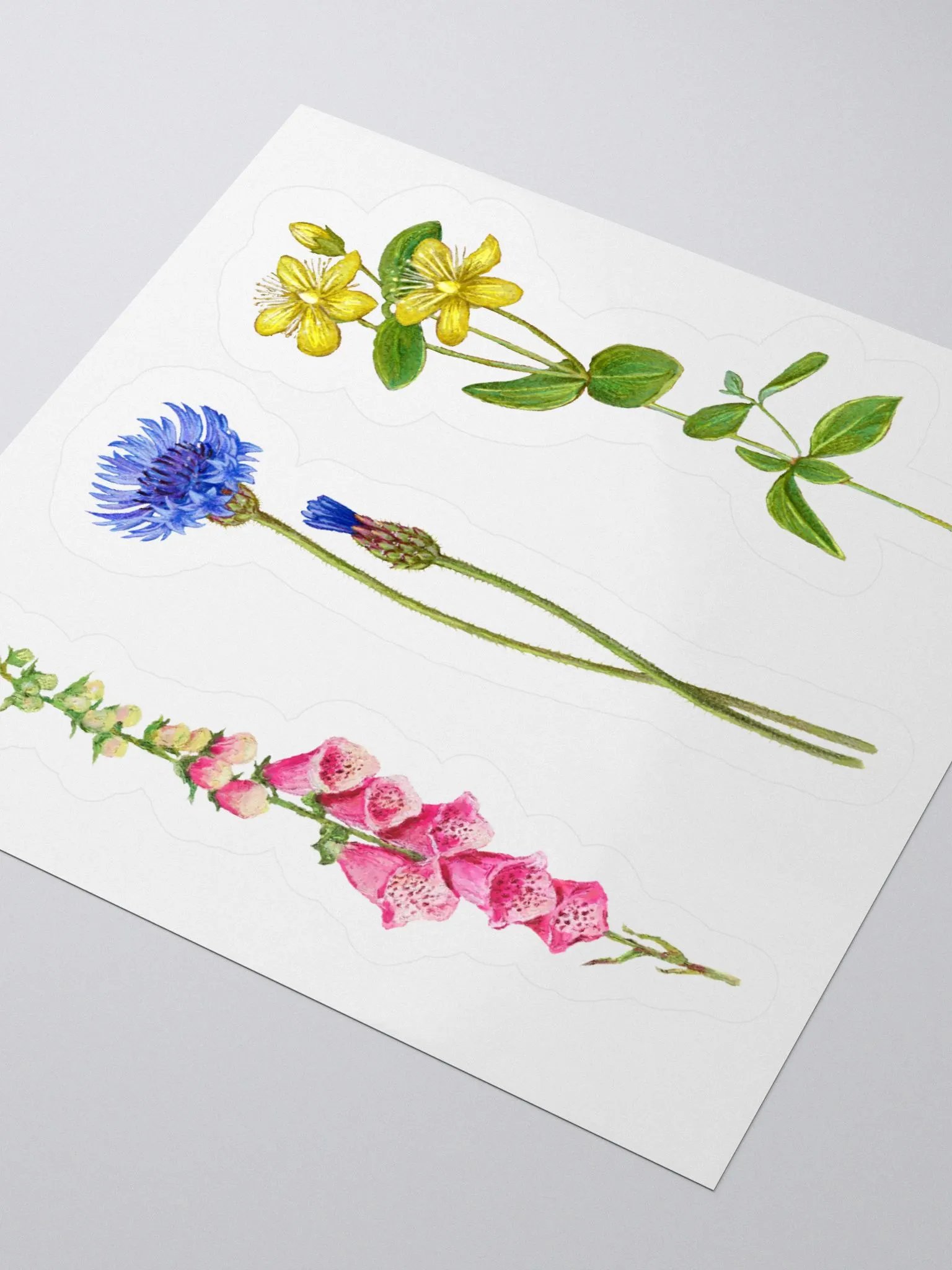 Botanical illustrations stickers product image (4)