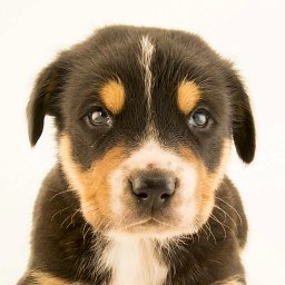 Good Boy