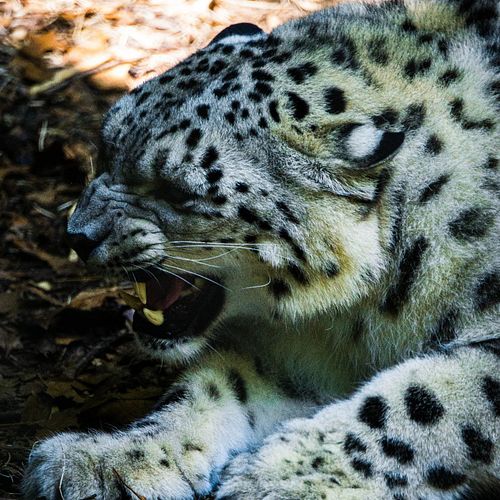 Realized I never posted any of the zoo photos I took a few months ago 🐈🧶
.
.
.
#potd #rhodeisland #pvd #providence #impvd #im...