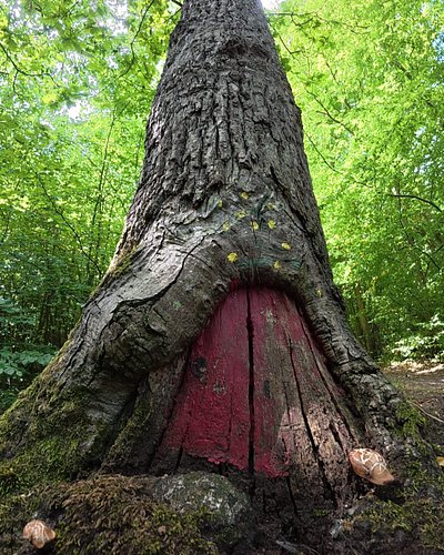 Had To Snap This Beautiful Tree

#vanlifeuk #tree #nature #beautiful #vanlifediaries #wild #wilderness #beauty #fulltimevanli...