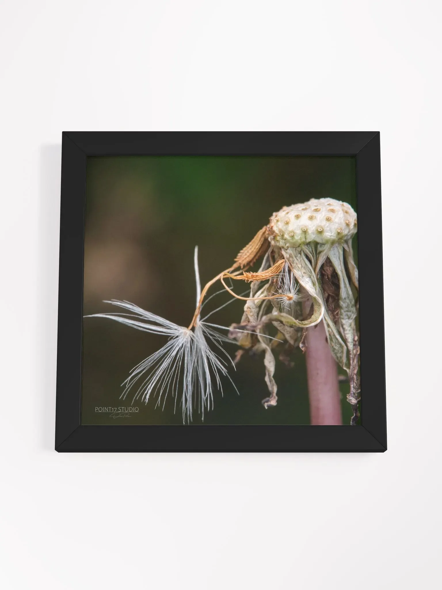 Dandelion #12 - Framed Print product image (4)