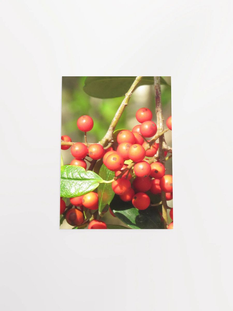 Ilex Cassine product image (46)
