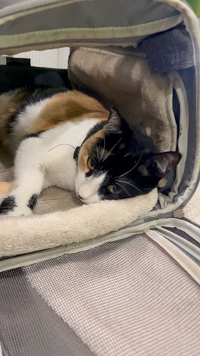 Catty the calico cat at the vet