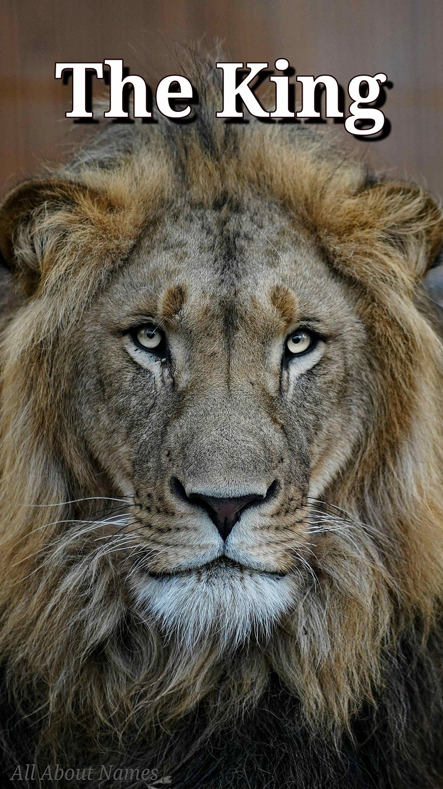 Lion : Mobile Phone Wallpaper or Lock Screen product image (1)