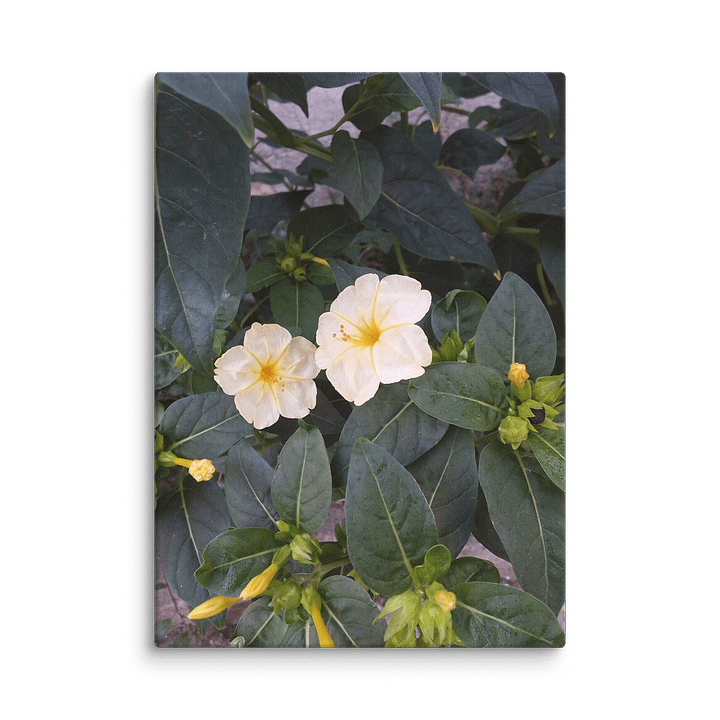 Jalapa product image (1)