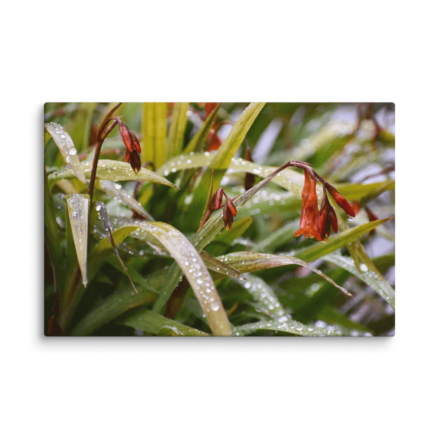 Canvas: Höstlilja Raindrops product image (10)