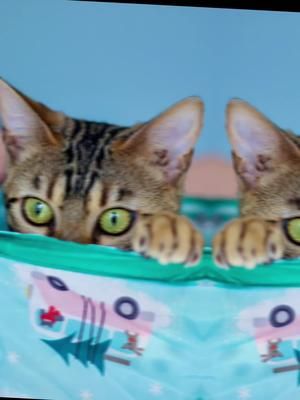 Do you think I am cute? Yes or No? Yes? Cute Bengal kitten. #inspiration #iphone13pro #fyp #play #foryoupage #husky #fairytale #bestfriends #relax #love #beatiful #bengalcat #cat #bengal #cute #cutie