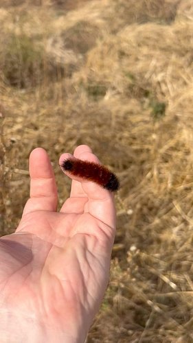 Finding all sorts of caterpillars out here while weeding. They are the future moths and butterflies obviously. That’s why I h...
