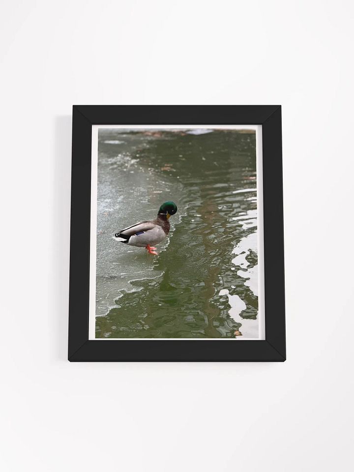 Contemplative Duck on Thin Ice Framed Poster product image (1)