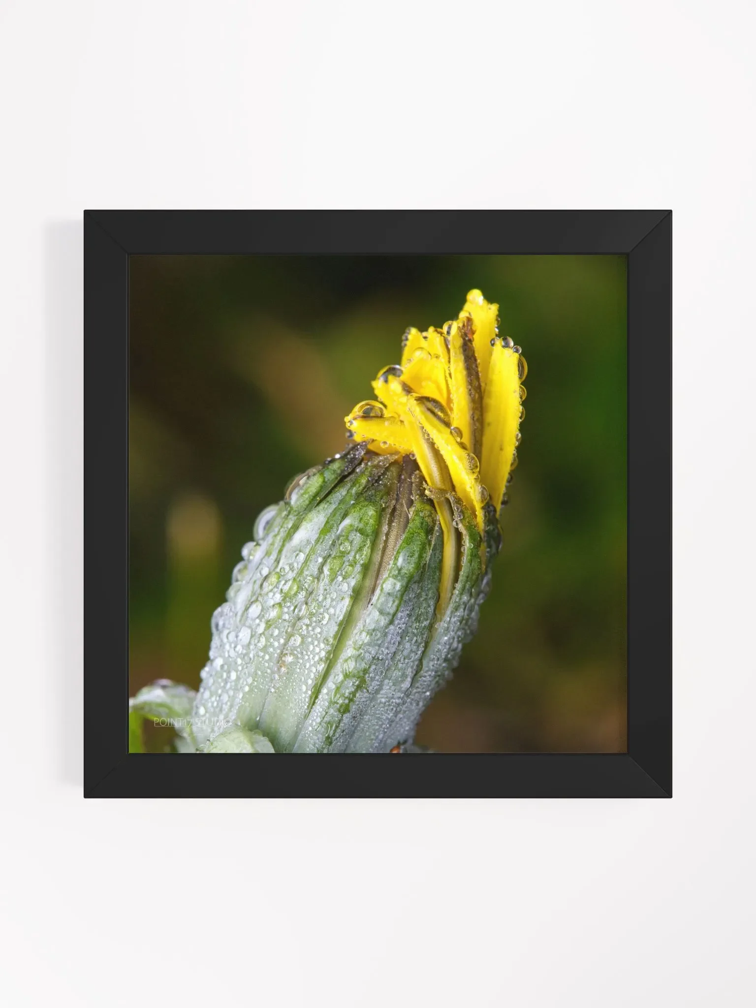 Dandelion #6 - Framed Print product image (1)