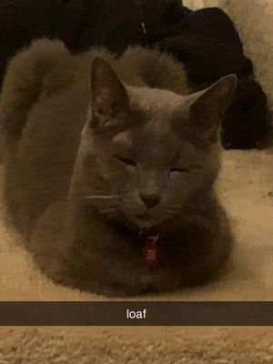 i would move heavan and earth to bring you back, im so sorry my sweet boy. I'll miss you every day I wake up and no longer hear your hungry meows begging for more soft food. I'll miss hearing your little bell jingle whenever you entered a room. I'll even miss waking up to you sitting on my face, I'll miss you scratching the hell out of my back, smacking my face, smacking my arm whenever I stopped petting you. I wish I could hold you and pet you forever.