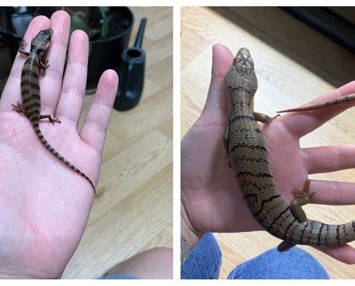 Rex has certainly grown. 6 months difference 🤯. He also just shed and has what appears to be potential bulges at the base of ...