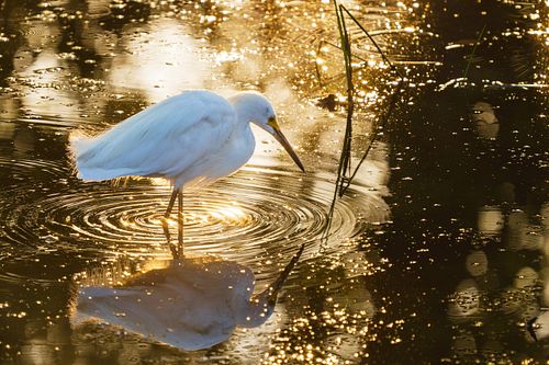 🌍💚 This #GivingTuesday, make a difference for wildlife and our planet by supporting We Care Wild! Your donation helps us prot...