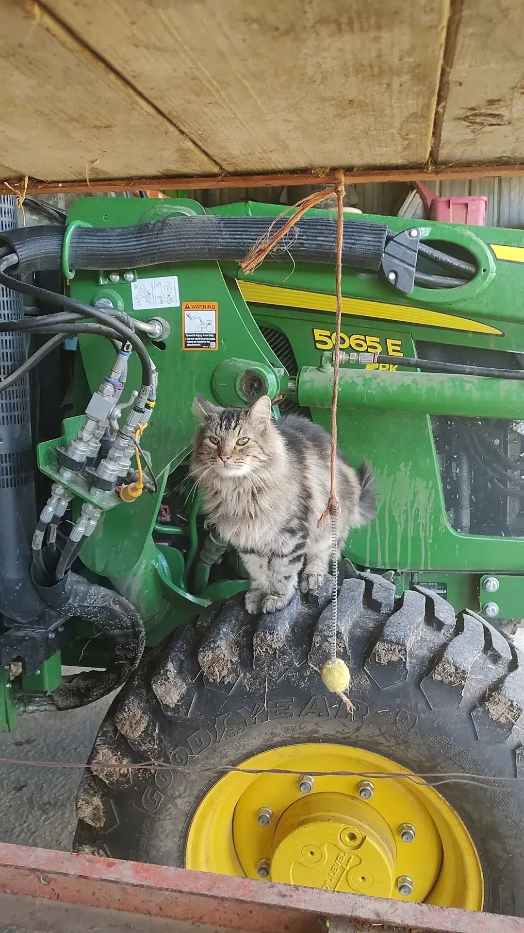 #cats #catsoftiktok 