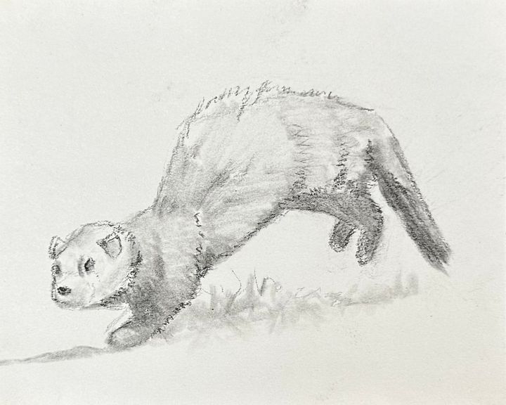 Ferret Hop product image (1)