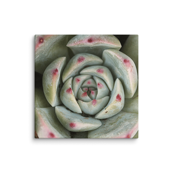 Red Tipped Succulent Canvas product image (1)