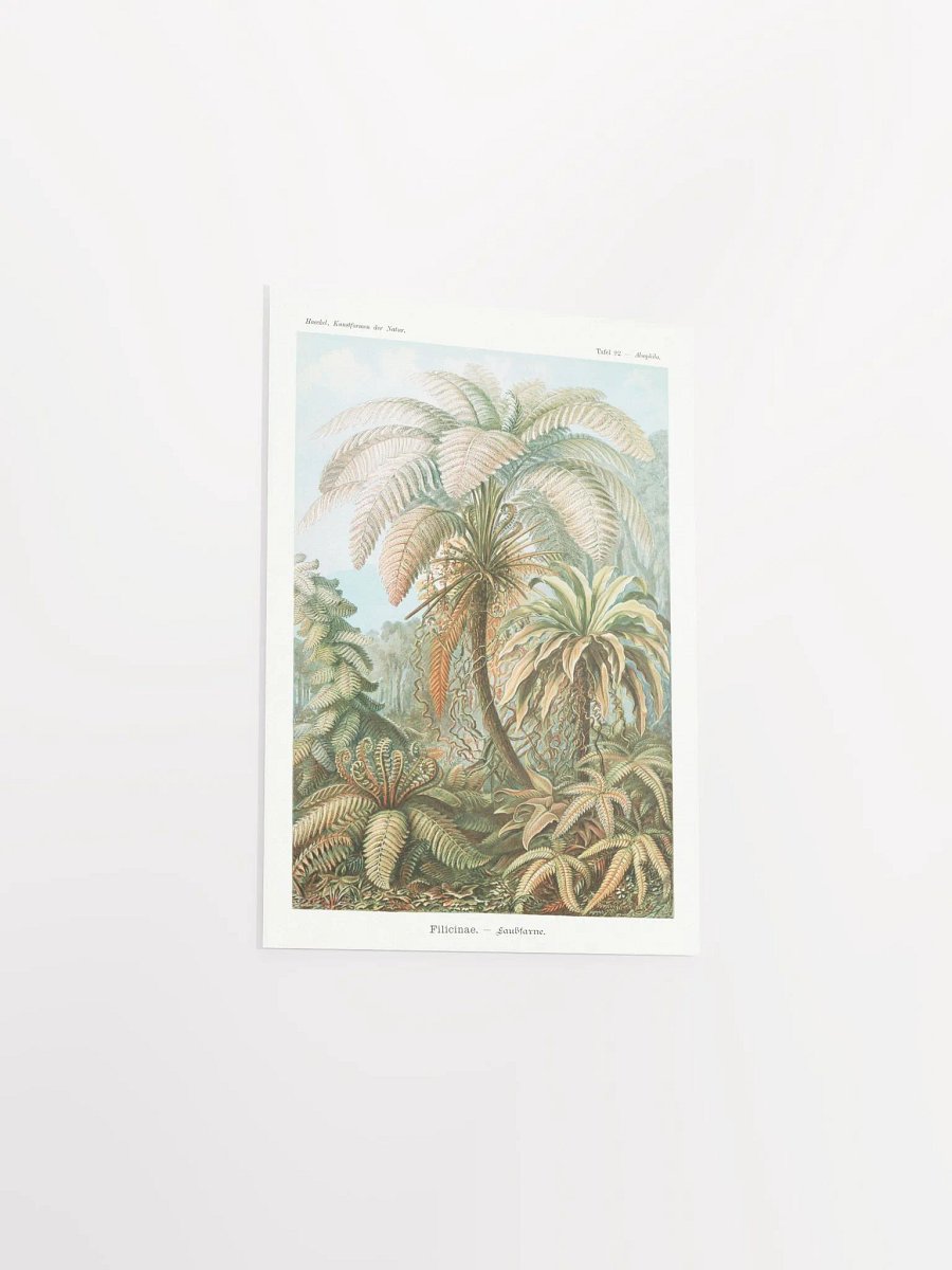 Filicinae–Laubfarne product image (31)