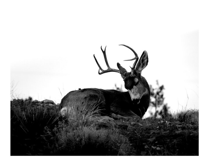 Deer Dreams product image (1)