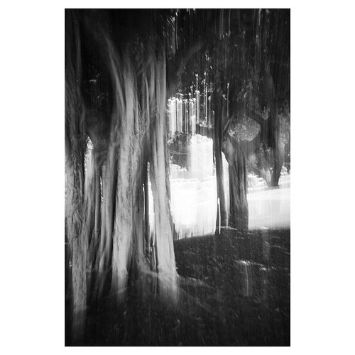A rain of light through the trees 
.
.
.
.
#monochromephotography #blackandwhitephotography #abstractphotography