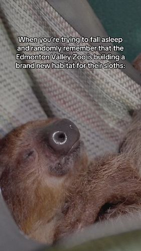It’s International Sloth Day, and we have some incredible news for sloth lovers! 🦥 This year we’re celebrating Luna and BB Co...