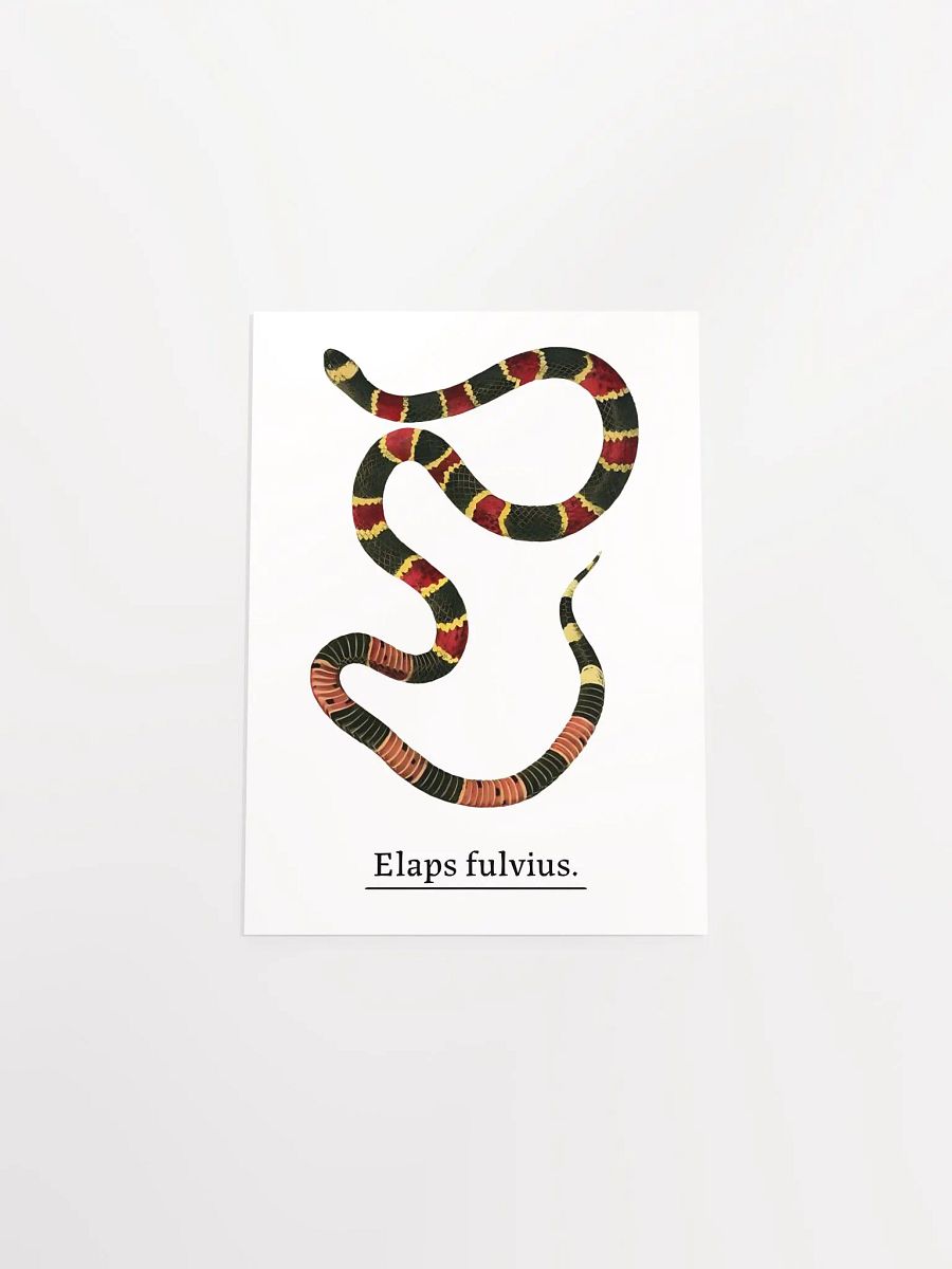 Elaps fulvius. product image (5)
