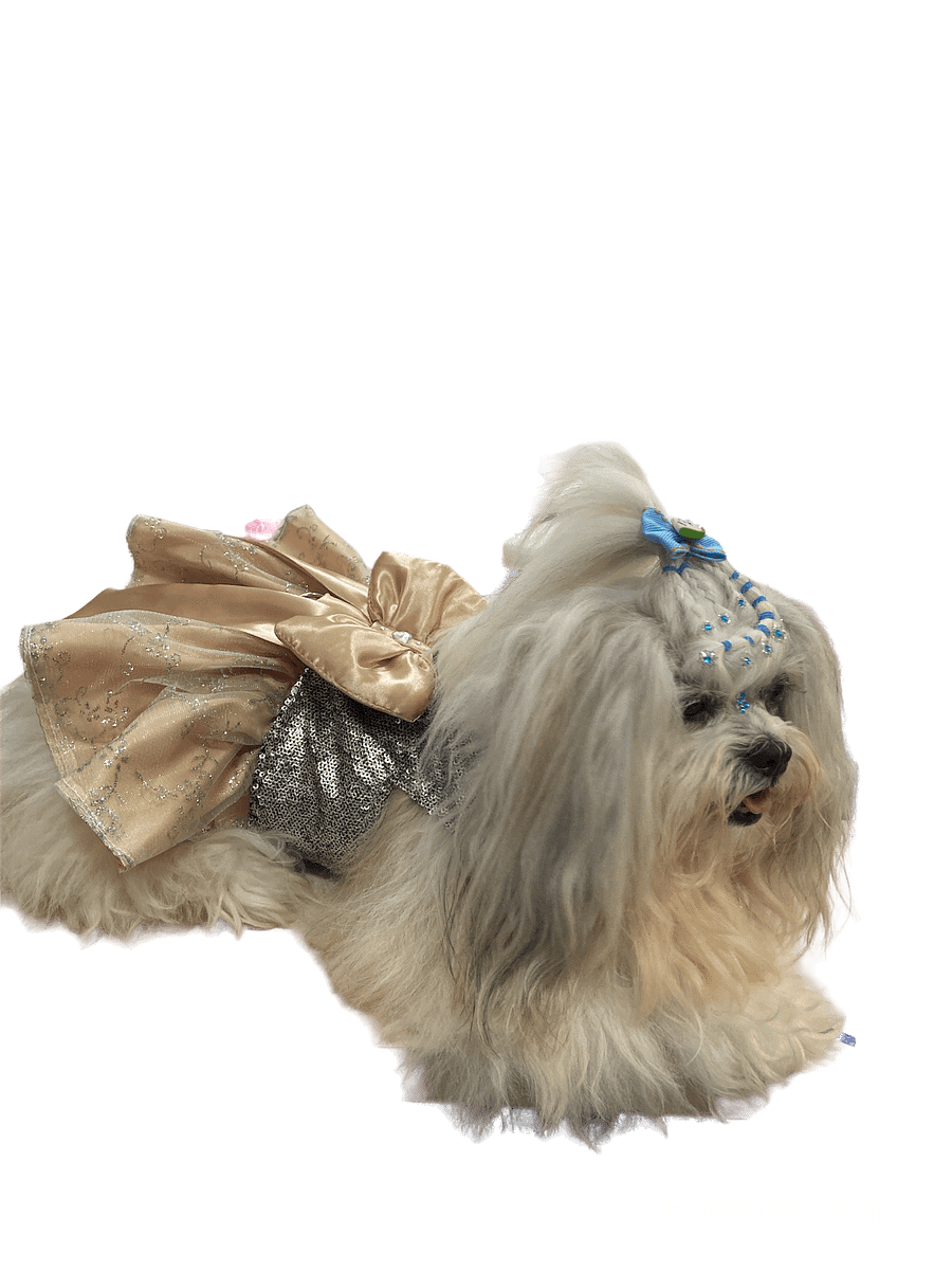 Vestido Star Fashion - Modelagem Pet PDF product image (3)