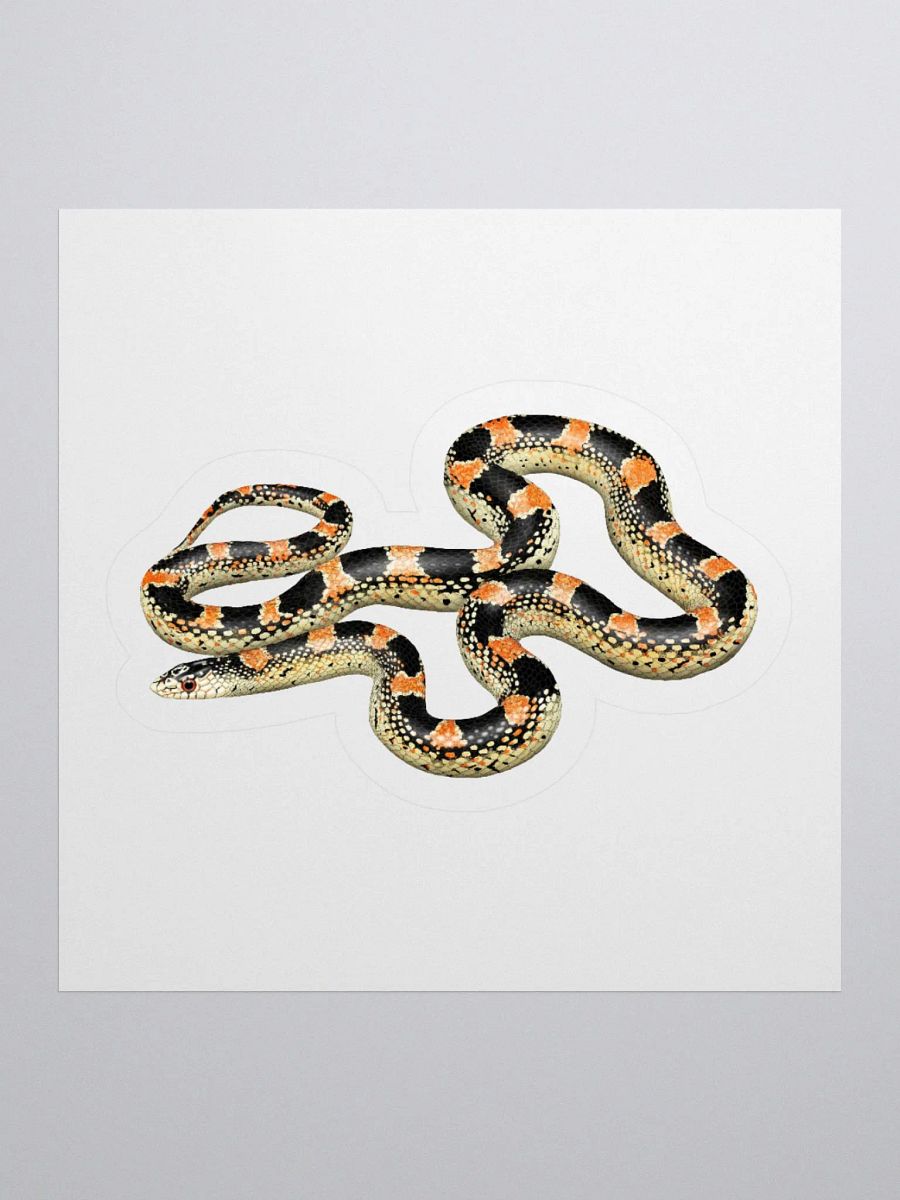 Die-Cut Sticker – Longnosed Snake Lecontei Phase product image (1)