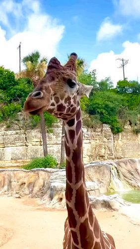 My good angle🦒

OG vid - @sanantoniozoo