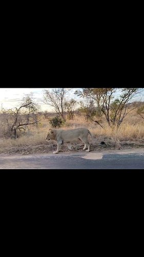 Lovley lions early morning Kruger National Park @pksafaris 

Book your safari with www.pksafaris.com online now!

#lions #wil...