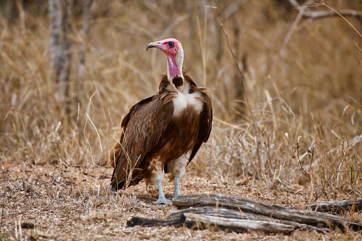 Vulture product image (1)