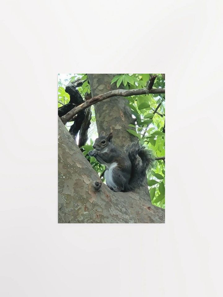 Squirrel FL product image (8)