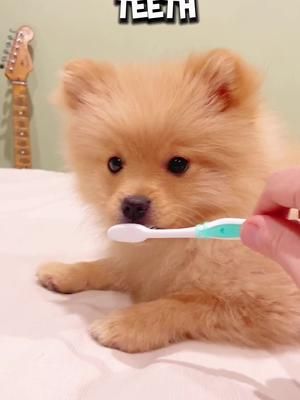 How to brush your dogs teeth #pomeranian #brushingdog #dentalhygiene #funnydog #cutedog #dogshorts 