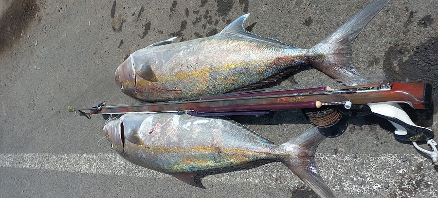Pesca submarina en Tenerife VOL 2 product image (2)