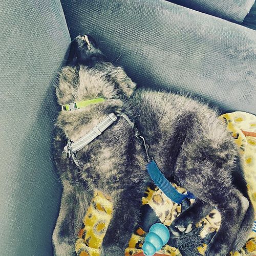 Someones been working hard keeping me company after my AZ shot.

Https://twitch.tv/dndownunder 
.
.
.
#twitch #twitchstream #...