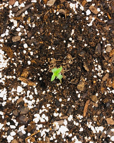 She Growing Up So Fast!!! [Week 1-3] Quick ones {Lowryder 1 x Old School Indica} #fyo #garden #420