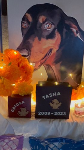 These little ones were but a moment in our lives but will never leave our hearts. 

Thank you for being a part of Chicas pack...