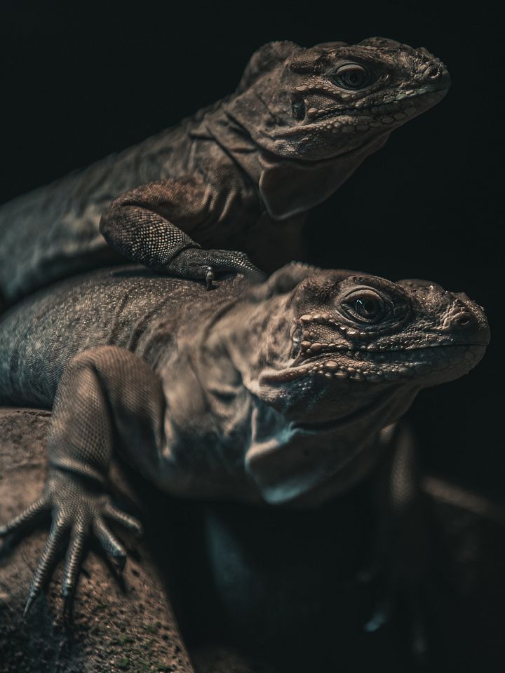 Baby Rhino Iguanas #2 product image (1)