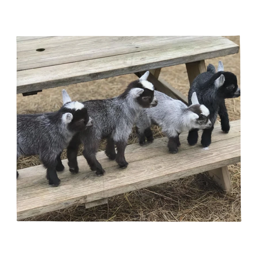 SNUGGLE PYGMY GOAT BLANKET product image (2)